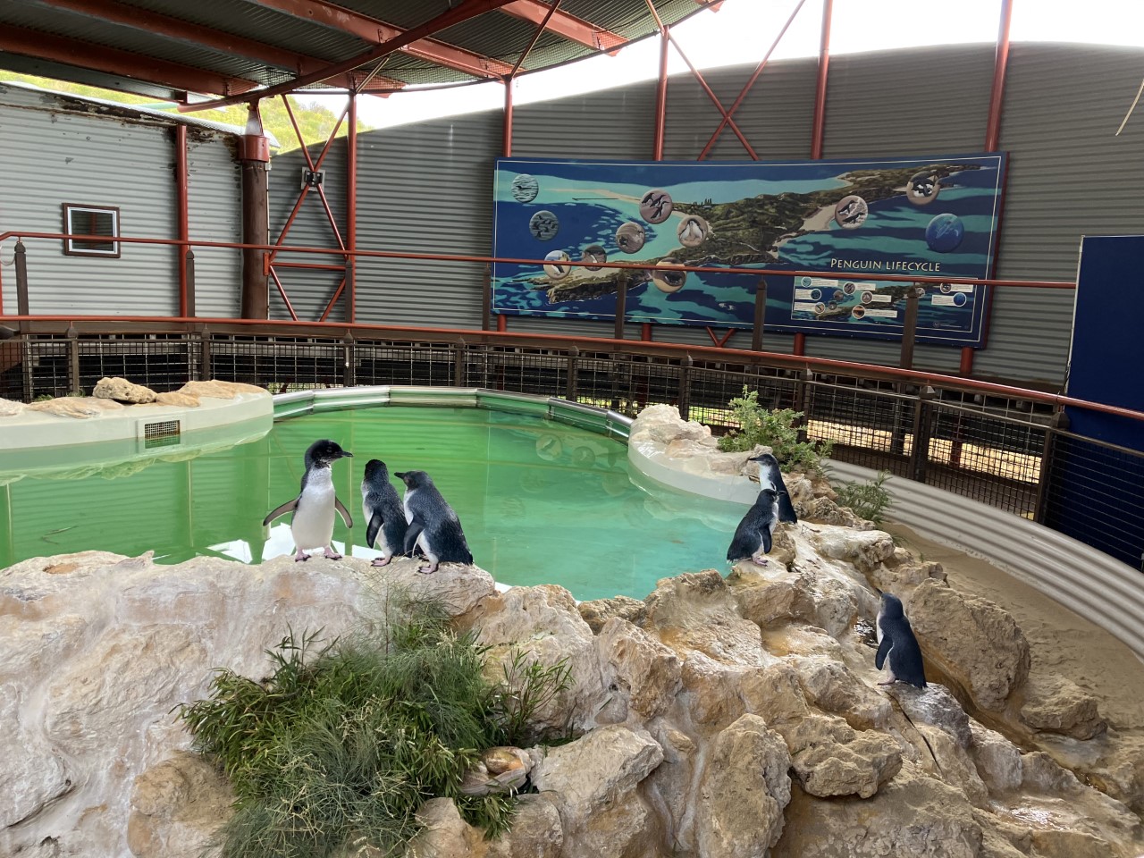 Ingenia Gardens Carey Park residents visit Penguin Island